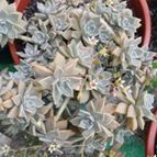 Collecion de kruss