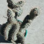 Collecion de kuky