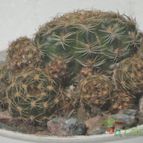 Collecion de kuky