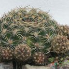 Collecion de kuky