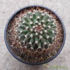 Collecion de kuky