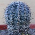 Collecion de kuky