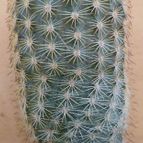 Collecion de kuky