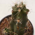 Collecion de kuky