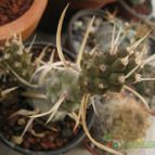 Collecion de kurchatovio