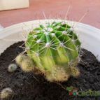 Collecion de lacoki