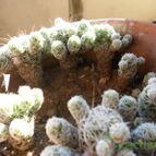 Collecion de lacoki