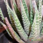 Collecion de lacoki