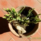 Collecion de lacoki