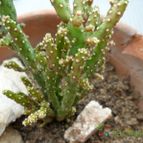 Collecion de lacoki