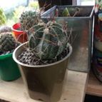 Collecion de laiguana