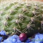 Collecion de laucha4