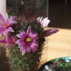 Collecion de lauranatalia