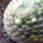 Collecion de lauranatalia