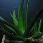 Collecion de lauranatalia
