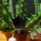 Collecion de lauranatalia