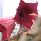 Collecion de lauranatalia