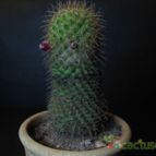 Collecion de lauranatalia