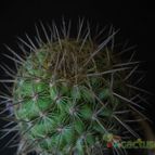 Collecion de lauranatalia