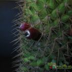 Collecion de lauranatalia