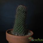 Collecion de lauranatalia