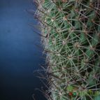 Collecion de lauranatalia
