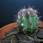 Collecion de lauranatalia
