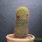 Collecion de lauranatalia