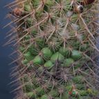 Collecion de lauranatalia