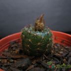Collecion de lauranatalia
