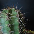 Collecion de lauranatalia