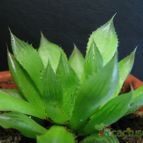 Collecion de lauranatalia