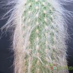 Collecion de lauranatalia