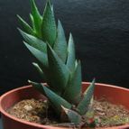 Collecion de lauranatalia