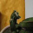 Collecion de lauranatalia