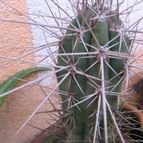 Collecion de lauranatalia