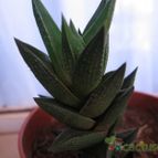Collecion de lauranatalia