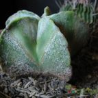 Collecion de lauranatalia