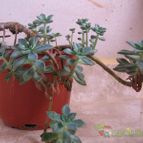 Collecion de lauranatalia