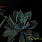Collecion de lauranatalia