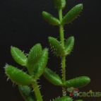 Collecion de lauranatalia