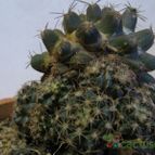 Collecion de lauranatalia