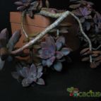 Collecion de lauranatalia