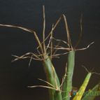 Collecion de lauranatalia
