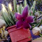 Collecion de lauranatalia