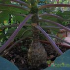 Collecion de lauranatalia