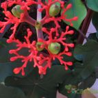 Collecion de lauranatalia