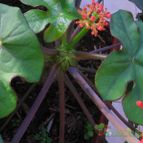 Collecion de lauranatalia