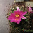 Collecion de lauranatalia