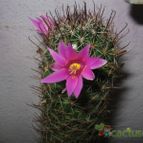 Collecion de lauranatalia